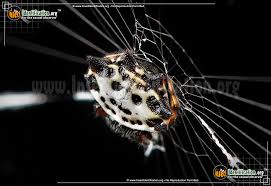 What kind of spider has horns on its back? Spinybacked Orbweaver Gasteracantha Spp