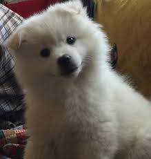 Black American Eskimo Dog For Sale Litter Of 7 American Eskimo Dog Puppies For Sale In Shingle Springs Ca Adn 29612 On Puppyfinder American Eskimo Dog American Eskimo Dog Puppy American Eskimo