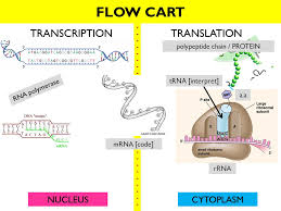 Dna Translation Diagram Ribosome Technical Diagrams