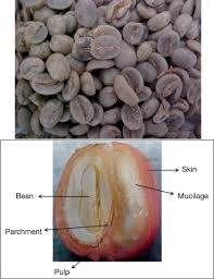 Image result for Coffea salvatrix