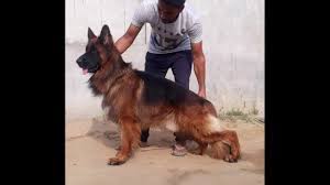 Our german shepherd puppies are our pride and joy. William Son German Shepherd Puppy Punjab Patiala K Pet Lover Youtube
