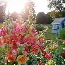 Sow seeds thinly and barely press into seed starting formula do not cover with soil. How To Grow Snapdragons Three Acre Farm