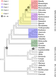 Image result for Lepidotrichilia