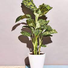 It grows well indoors, as long as you provide it with warmth and humidity. How To Keep These 15 Low Light Plants Alive