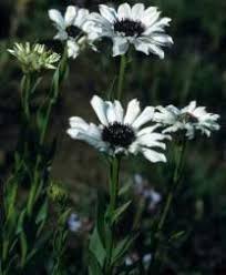 Image result for Callilepis laureola