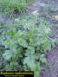 Image result for Raphanus raphanistrum
