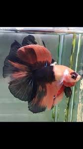 A perfect bit of tiny anger to carry with you everywhere. 500 Beautiful Beta Fish Ideas In 2021 Beta Fish Fish Betta
