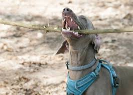 Hundewelpen kommen zunächst zahnlos auf die welt. Zahnwechsel Beim Hund Infos Tipps Hilfe Fur Ihren Vierbeiner