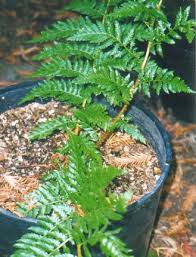 Image result for Cyathea dregei
