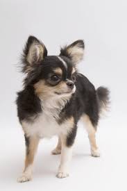 Black And Tan Long Haired Chihuahua For Sale Black And Tan Cream Long Coated Chihuahua Isolated Over White Background Cute Chihuahua Chihuahua Chihuahua Lover