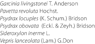 Image result for Psydrax locuples