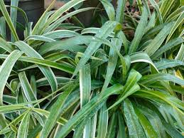 Image result for Chlorophytum minor