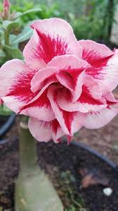 Pin De Sharda Maharaj Em Rosa Do Deserto Adenium Obesum Rosa Do Deserto Rosas Jardim