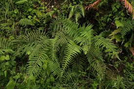 Image result for Amauropelta bergiana