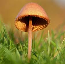 A mushroom garden can be created in a number of ways. Conocybe Tenera Common Conecap Mushroom