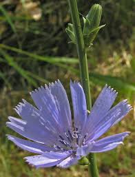 Image result for Cichorium