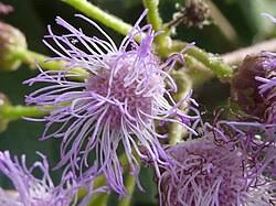 Image result for Bartlettina