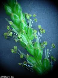 Image result for Plantago palmata