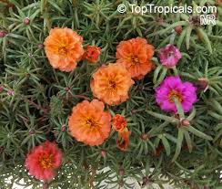 La portulaca è un'erbacea perenne o annuale molto nota nella creazione di aiuole e bordure. Portulaca Grandiflora Moss Rose Perslane Purslane Toptropicals Com