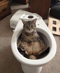 World Toilet Day 6 Cats Messing With Your Toilet Videos Cattime Cat Having Kittens Funny Cat Photos Cute Animals