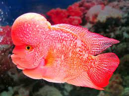  Info Budidaya Lohan Kumpulan Gambar Ikan Louhan Dan Cara Merawat Ikan Louhan Yang Benar Biar Cepat Jenong Atau Nong Nong Fish Ponds Cute Fish Aquarium Fish