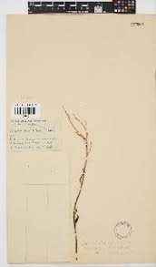 Image result for Senecio strictifolius