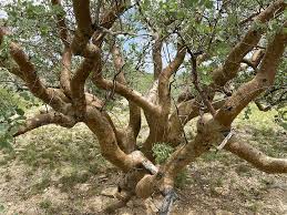 Image result for Commiphora caerulea