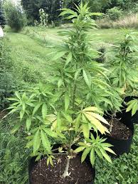 Check spelling or type a new query. Lower Fan Leaves Yellowing And Dropping Early Flower Nutrients I Love Growing Marijuana Forum By Robert Bergman