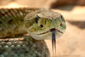 Water spider (argyroneta) females are known to build diving bell. How Snake Venom Works