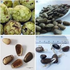One of the most common method of . Cherimoya Annona Cherimola A Fruits B C Seeds D Seed Download Scientific Diagram