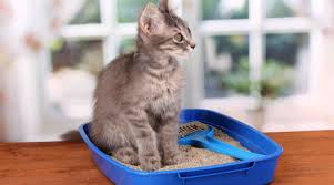 بجهز تنظيف صندوق فضلات القطط