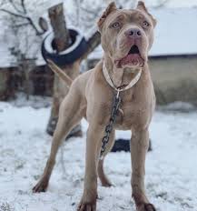 Ancak saf bir ırk değildir. Hashtag Bandog Sur Twitter