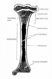 A = epiphysis b = diaphysis c = articular cartilage d = periosteum f = compact bone g = medullary cavity (yellow marrow) h = endosteum j = epiphyseal line (growth plate). 1 Schematic Drawing Of A Longitudinal Section Through A Long Bone Download Scientific Diagram