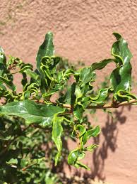 I wonder if this is the normal yellowing for a deciduous tree or if there are some pests involved. Nmsu Pdc On Twitter Twisted Curled Leaves On Pomegranate Caused By Eriophyid Mites No Treatment The Plants Still Produce Good Fruit Nmsueps Nmcoopext Https T Co Jyb94tju3m Twitter