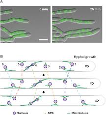 Check spelling or type a new query. Mechanism Of Nuclear Movements In A Multinucleated Cell Biorxiv