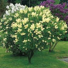 Lilac Primrose At Suttons Seeds Sutton Seeds Primrose Plant Plants