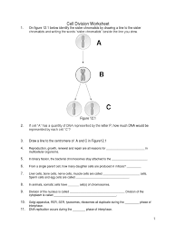 Cell Division Worksheet Pdf Mitosis Cell Cycle Cells a and f show an early and a late stage of the same phase of mitosis. cell division worksheet pdf mitosis