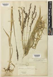 Image result for Arundinella nepalensis