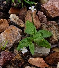 Image result for Epilobium