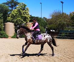 Maybe you would like to learn more about one of these? Appaloosa Sport Horse Startseite Facebook