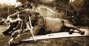 Un estudio reciente de la universidad de california, después de analizar el adn de los huesos y la piel de los leones, concluyó que el militar. Los Leones Devoradores De Hombres De Tsavo