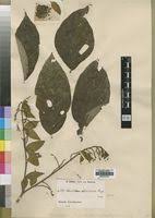 Image result for Combretum fuscum