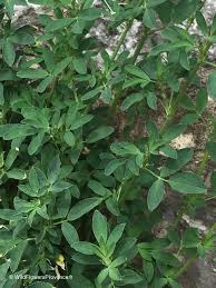 Image result for Medicago sativa