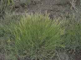 Image result for Agrostis