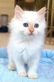 You need to brush it regularly to prevent matting. Flame Point Ragdoll Kitten How Adorable Ragdoll Kitten Kittens Cutest Puppies And Kitties
