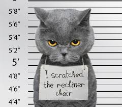 How can you tell if your cat has fleas? Plastic Recliner Armchair Cover For Pets Cat Scratching Protector Clawing Deterrent Heavy Duty Thick Cat Scratching Arm Chair Covers Cat Scratching Furniture