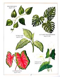 Your Place To Buy And Sell All Things Handmade Rose Painting Watercolor Botanical Prints Flower Drawing Design