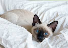 2020 popular 1 trends in apparel accessories, cellphones & telecommunications, men's clothing, home & garden with free siamese cat and 1. 8 Cute Pictures Of Siamese Cats