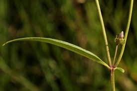 Image result for Exacum oldenlandioides