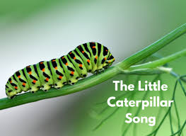 The very hungry caterpillar materials. Very Hungry Caterpillar Activities For Preschoolers No Time For Flash Cards